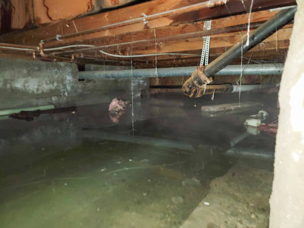 Best Water damage cleanup near me  in Ruleville, MS